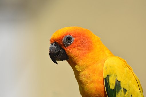 Free Sun Conure Bird photo and picture