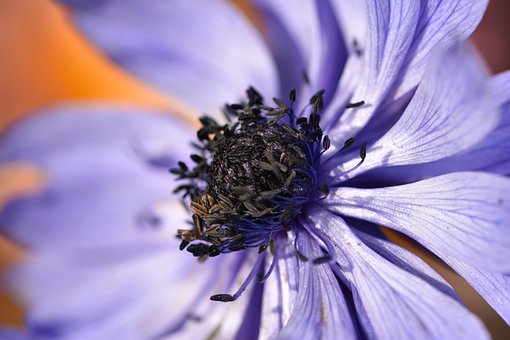 Free Anemone Purple photo and picture