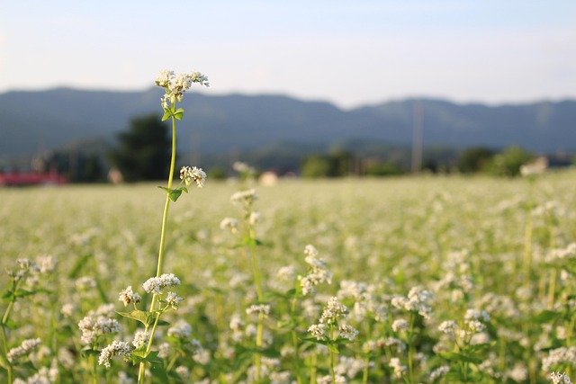 Free Flower Buckwheat Flower photo and picture