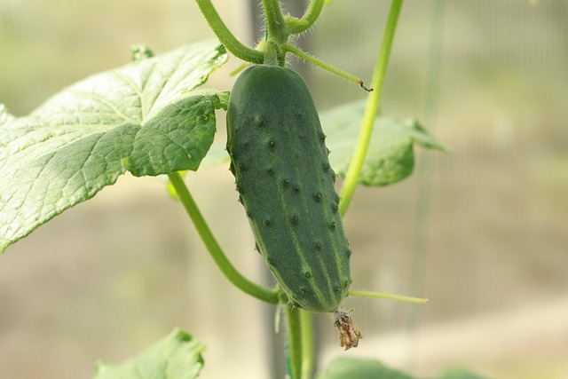 Free Cucumber Garden photo and picture
