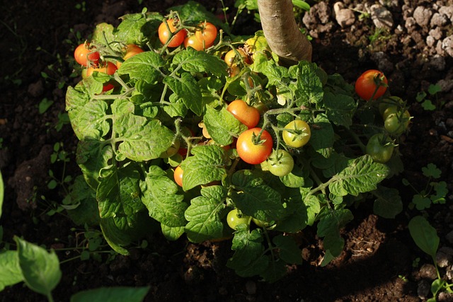 Free Tomato Garden photo and picture