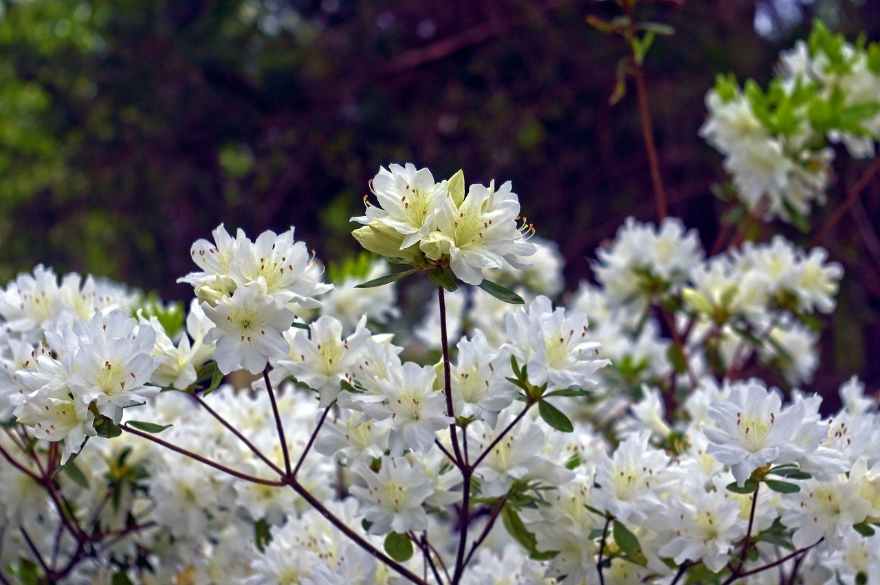 Azalea Putih Di Ozarks Bunga-Bunga - Foto gratis di Pixabay - Pixabay