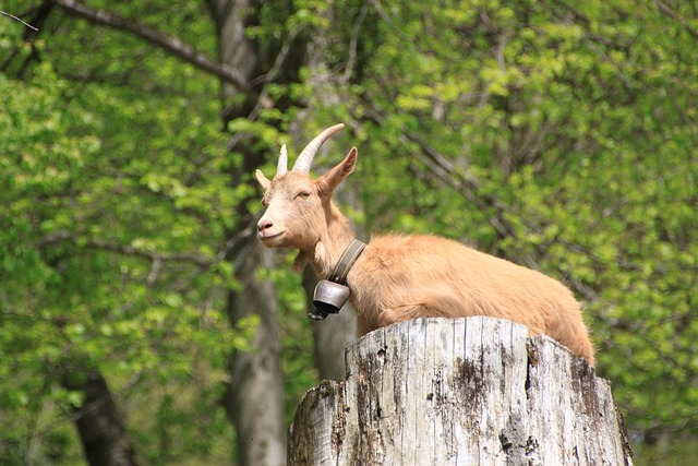 Dier, Geit, Natuur, Hoorns, Gehoornd