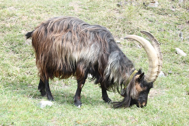 Bok, Natuur, Schepsel, Verlangen, Hoorns