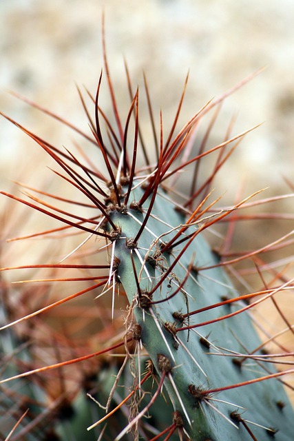 Free Garden Cactus photo and picture