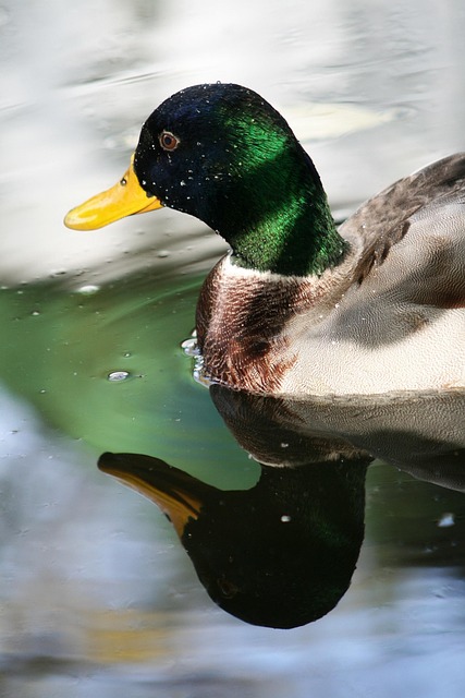 Free Duck Beak photo and picture