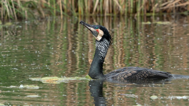Vögel, Kormoran, Vogel, Wasser, Marsh