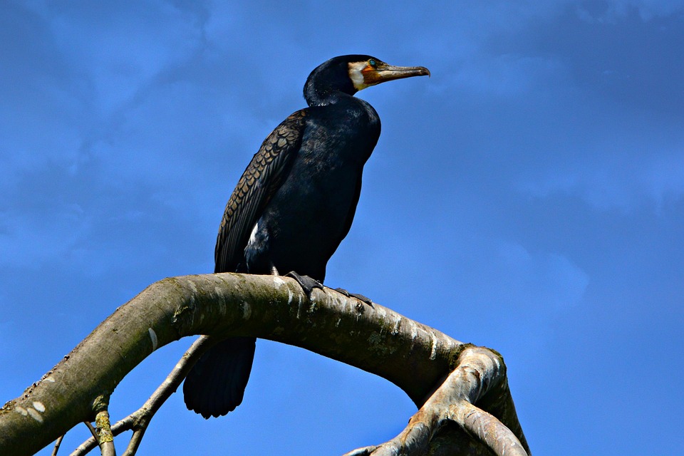 Cormorant Bird Animal Free photo on Pixabay