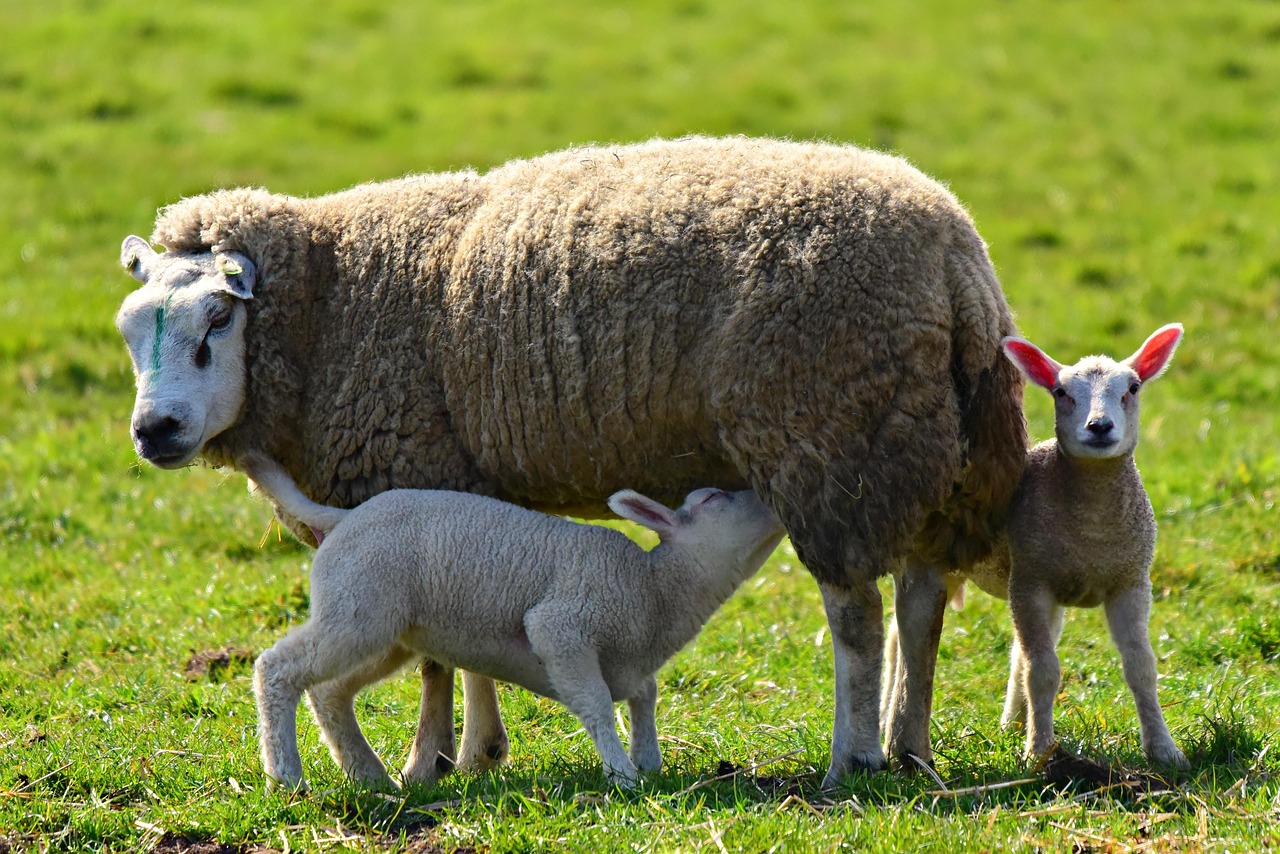 Sheep Ewe Lamb Free Photo On Pixabay Pixabay Sheep Ewe Lamb Free Photo On Pixabay Pixabay