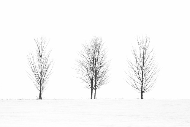 Free Trees Black White photo and picture
