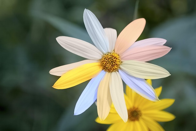 Free Daisy Flower Wallpaper photo and picture