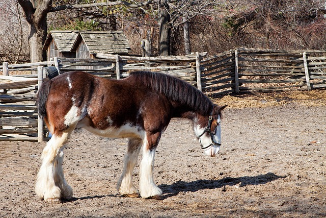 Free Horse Clydesdale photo and picture