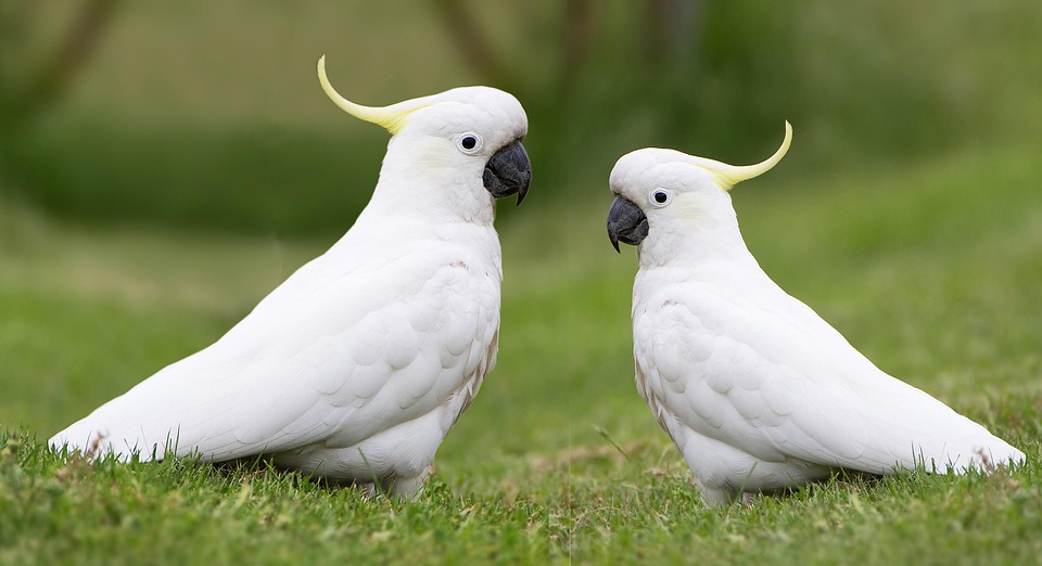 Birds Cockatoos Australian Free Photo On Pixabay Pixabay Birds Cockatoos Australian Free Photo On Pixabay Pixabay