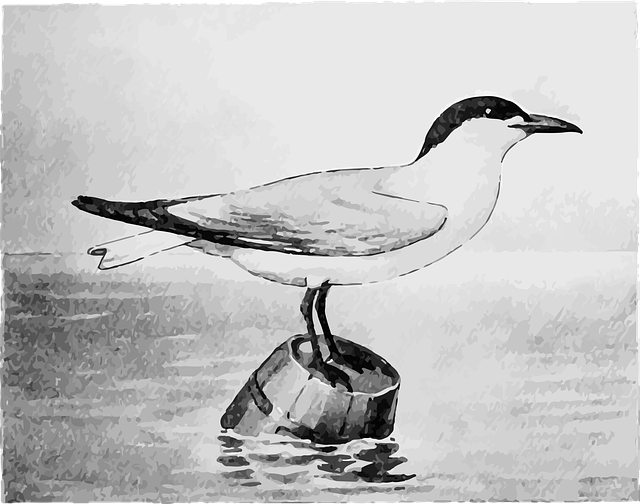Free seagull bird barrel illustration