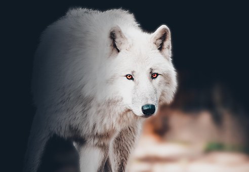 Free Wolf Animal photo and picture