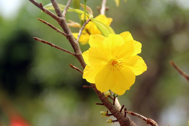 5以上の無料黄梅花 黄梅画像