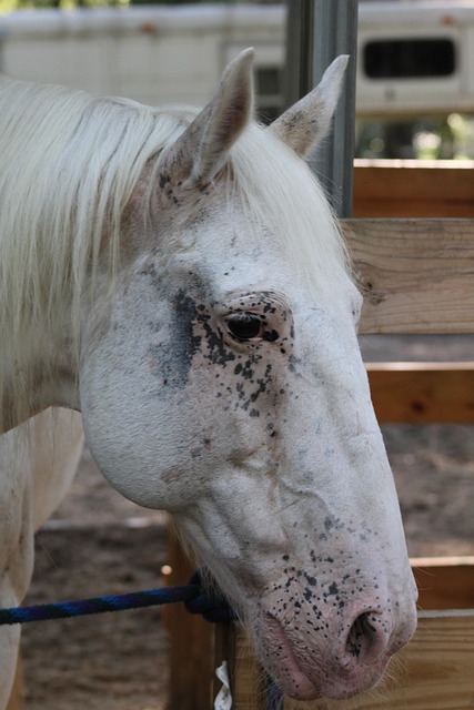 Kůň, Appaloosa, Valach, Savec, Plemeno