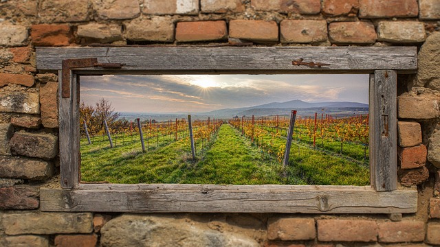 Free Vineyards Mood photo and picture