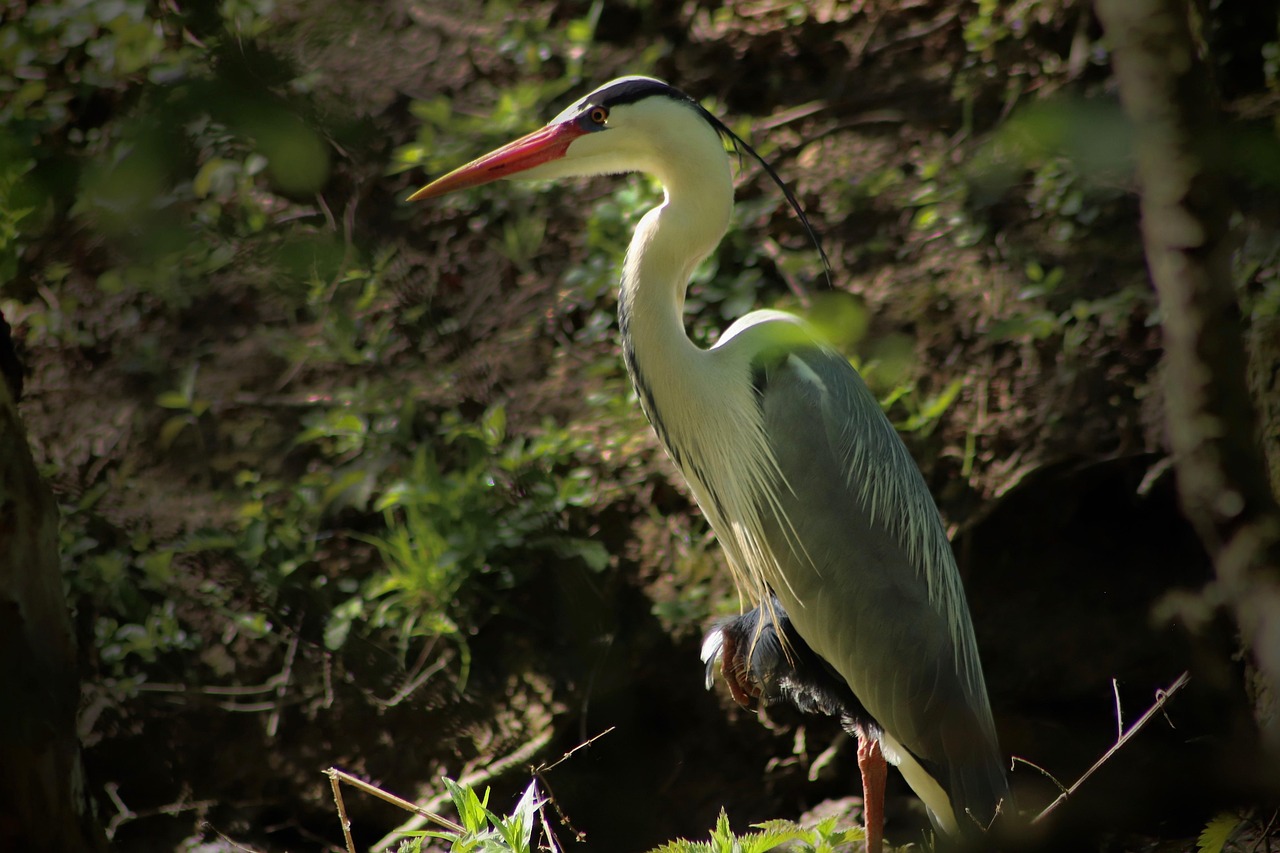 Heron - free online jigsaw puzzle photo
