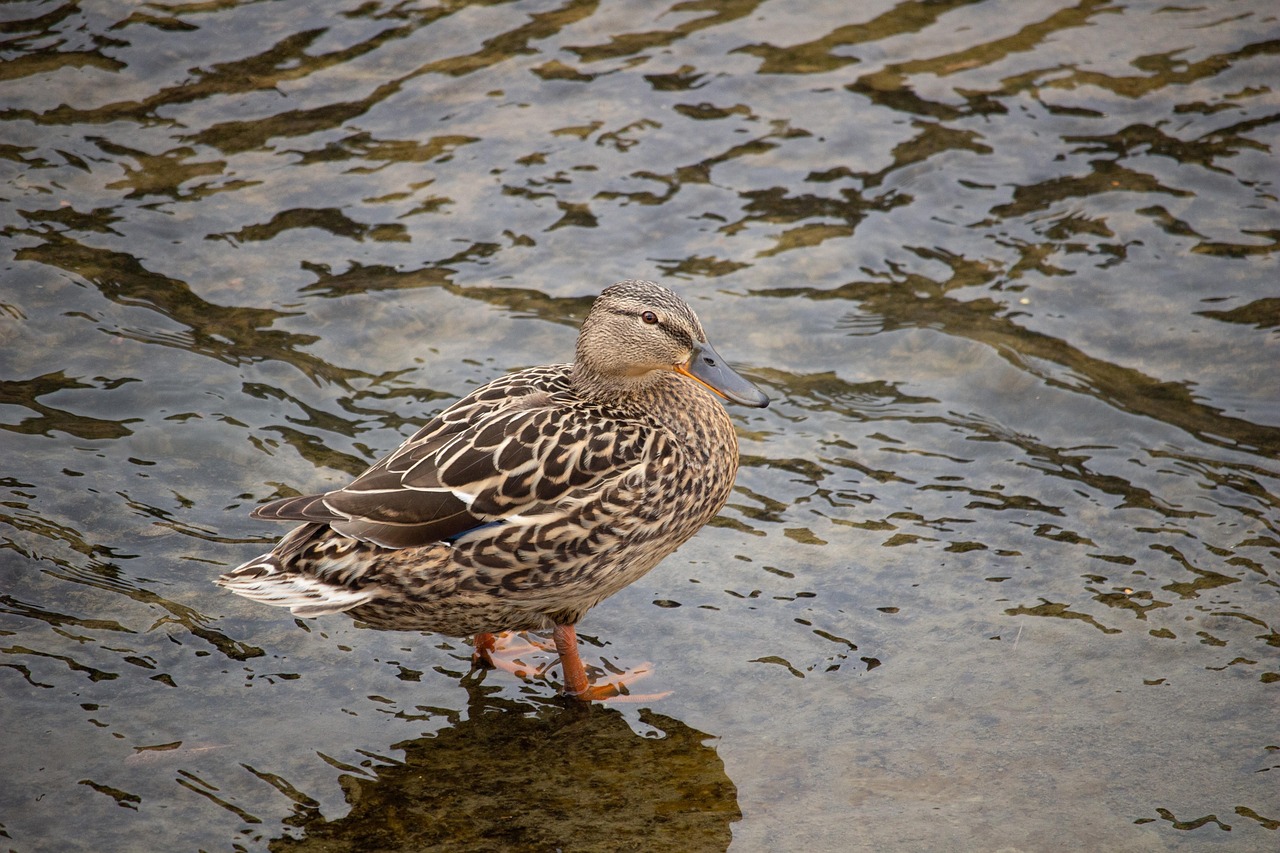 1,000+ Free River With Ducks & Duck Images Pixabay