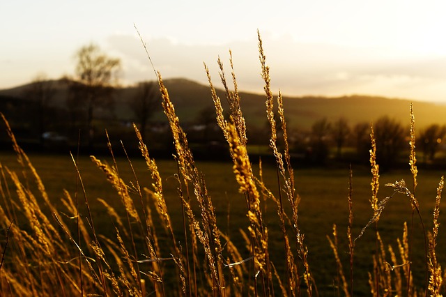 Erba, Campo, Natura, Paesaggio, Oro