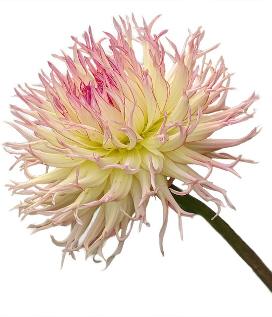 Free Beautiful Dahlia photo and picture