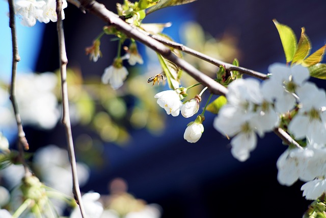 Free Cherry Blossom photo and picture