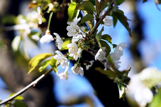 Free Cherry Blossom photo and picture