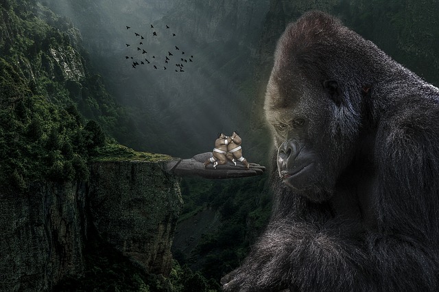 Manipulation, Gorilla, Silberrücken