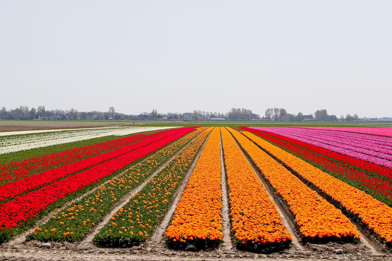 Bulbs Bulb Field Tulips - Free photo on Pixabay - Pixabay
