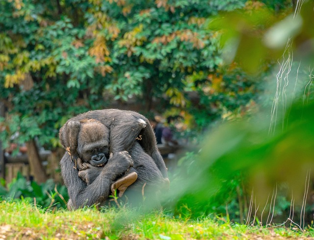 Gorila, Opice, Zvíře, Srstnatý, Zoo