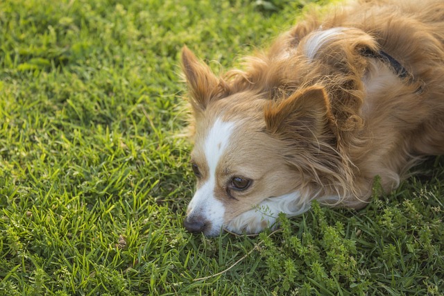 Free Dog Sad photo and picture