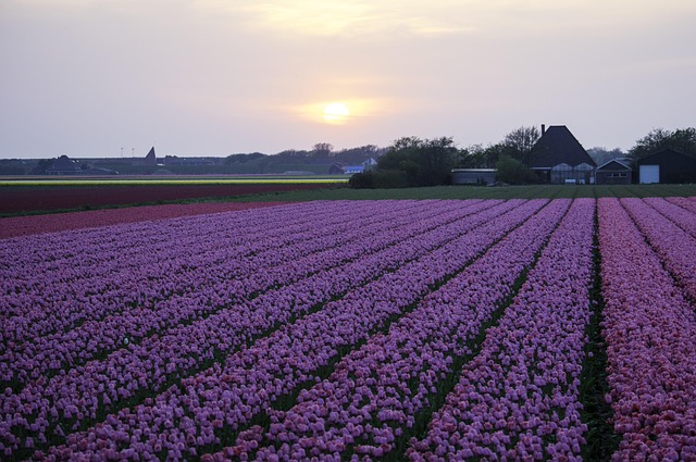 Free Tulips Field photo and picture