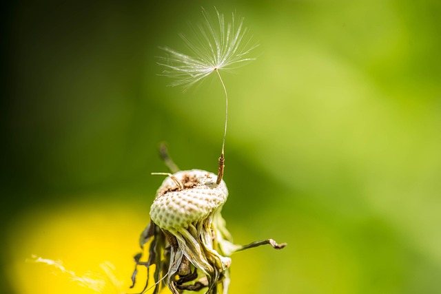 Free Dandelion Nature photo and picture