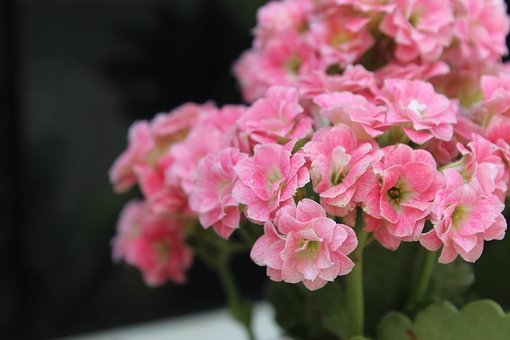 Free Flowers Pink photo and picture