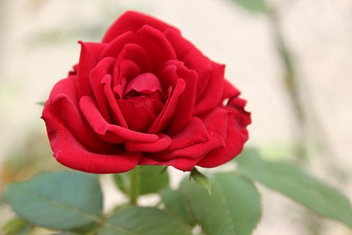 Free Rose Flower Wallpaper photo and picture