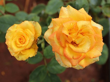 Free Roses Flowers photo and picture