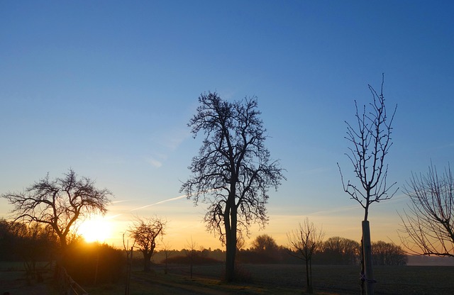 Free Pear Tree Fruit Tree photo and picture