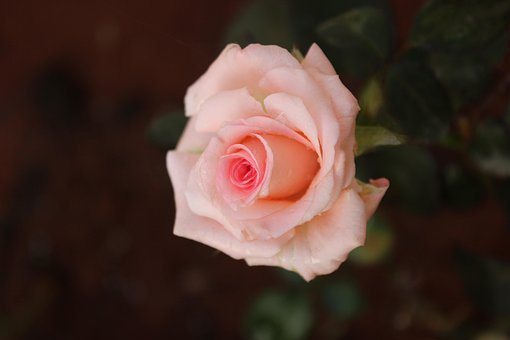 Free Flower Beautiful Flowers photo and picture