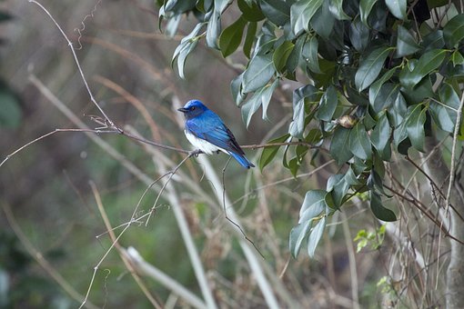 Azul-Y-Blanco Papamoscas, El Pájaro Azul