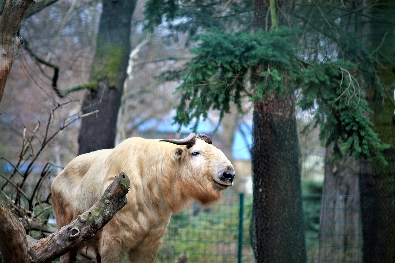 Zoo Animel - Kostenloses Foto auf Pixabay - Pixabay