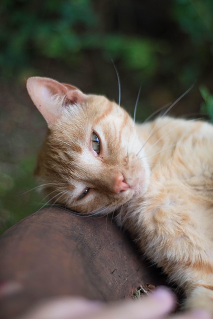 Free Cat Feline photo and picture