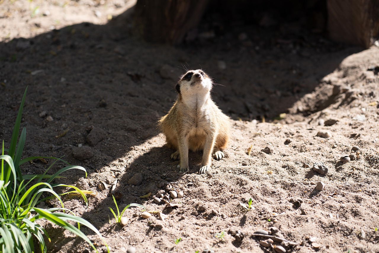 Zoo Tiergarten Nuremberg - Free photo on Pixabay - Pixabay