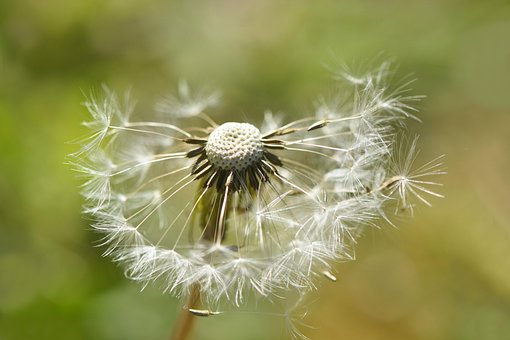 Free Flora Beautiful Flowers photo and picture