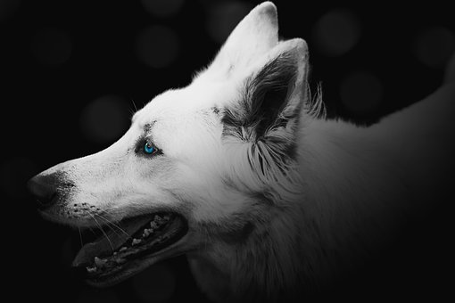 Free Dog Pet photo and picture