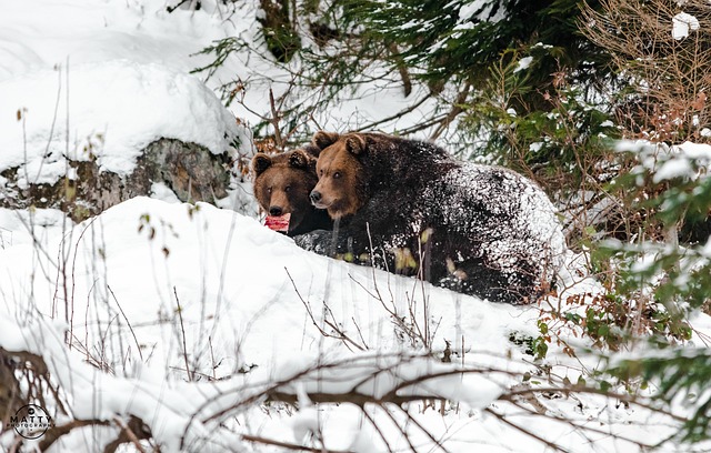 Free Bear Nature photo and picture