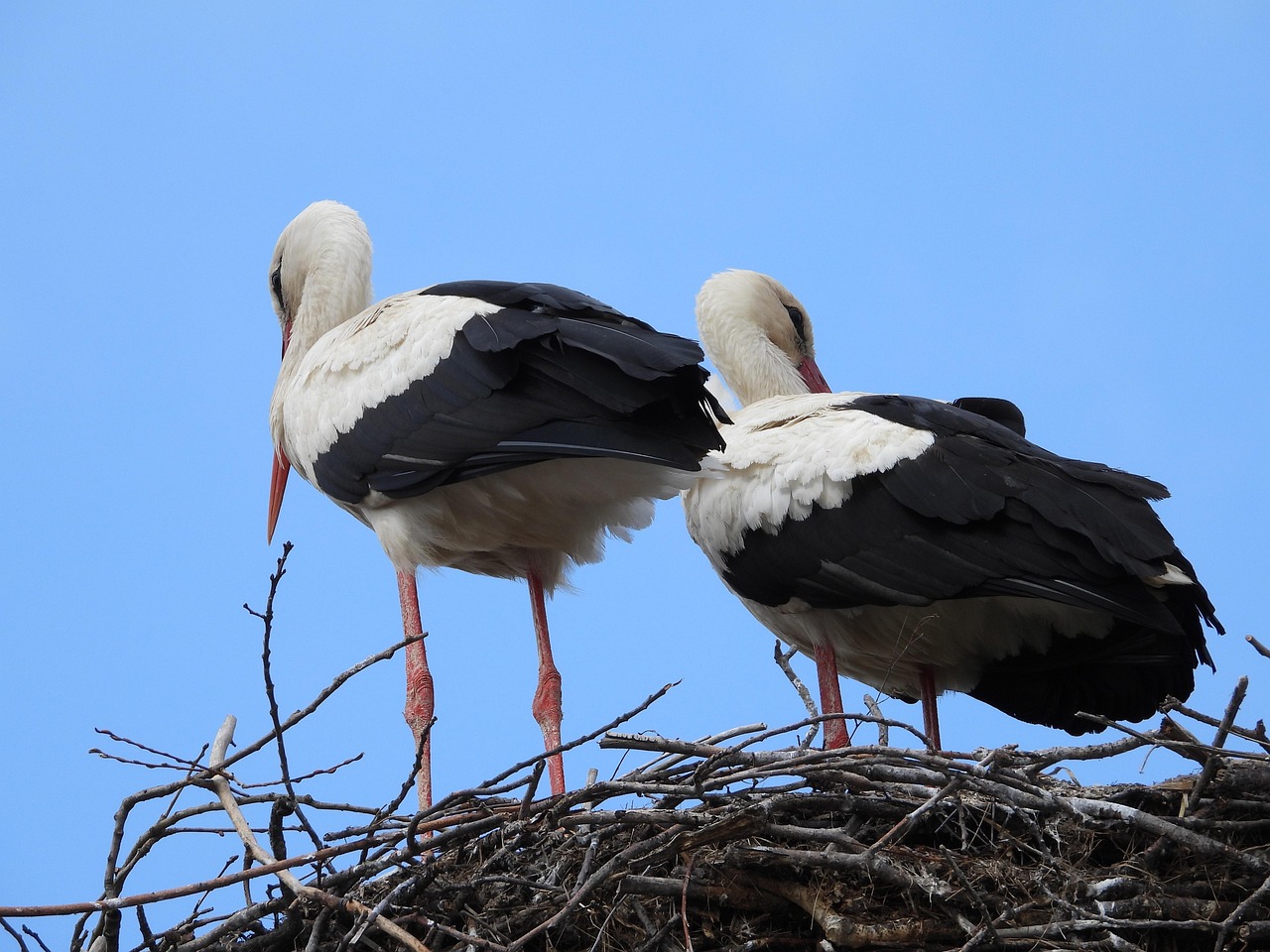 Storks The Stork Nest Spring - Free photo on Pixabay - Pixabay
