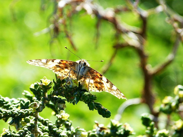 Free Butterfly Nature photo and picture