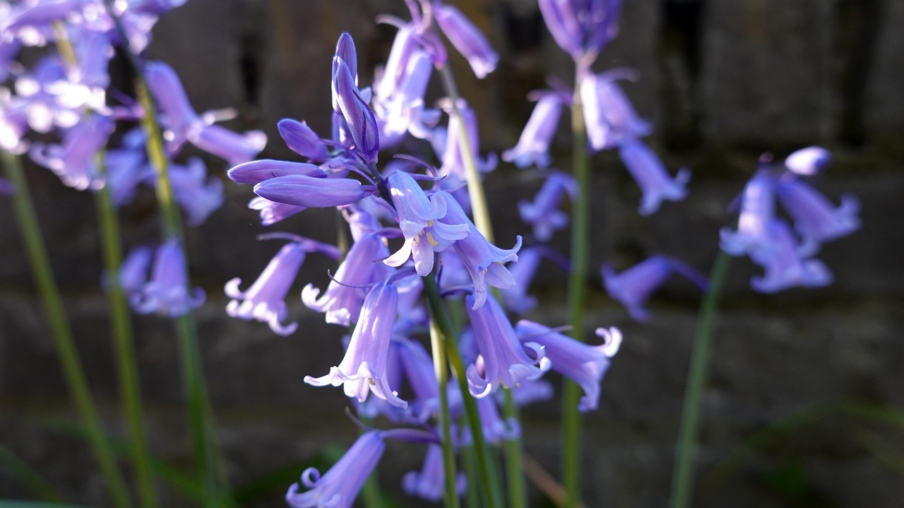 bellflower, bells, bloom, blue, bulbous plant, bulb, bluebells, spanish hyacinth, hyacinthoides hispanica, bells, bells, bells, bells, bells, bluebells, bluebells, bluebells, bluebells, bluebells