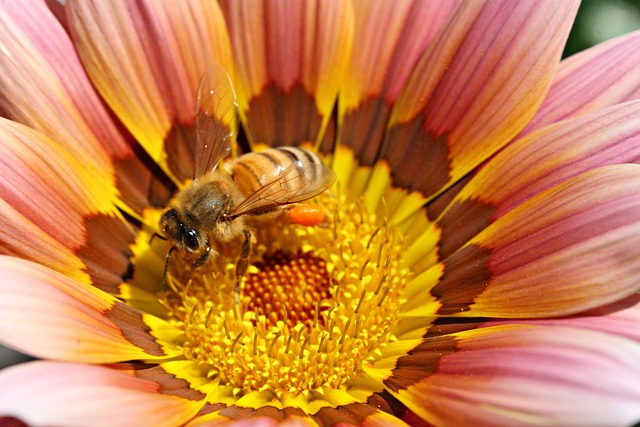 Free Bee Yellow photo and picture
